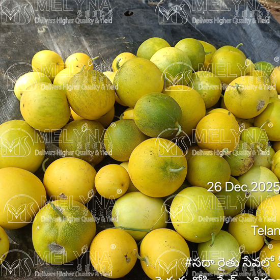 MELYNA AKSHAYA 711 slider image 4