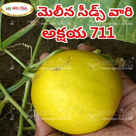 MELYNA AKSHAYA 711 slider image 6