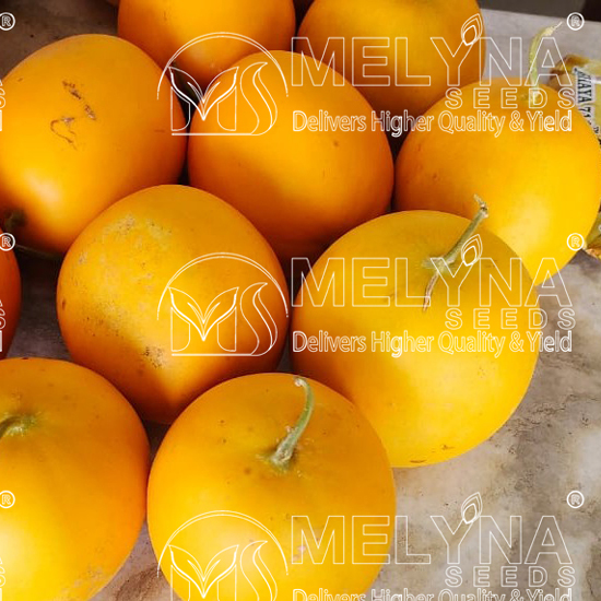 MELYNA AKSHAYA 711 slider image 3