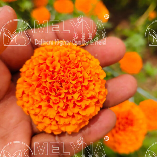 MELYNA ANANDI 3003 slider image 2