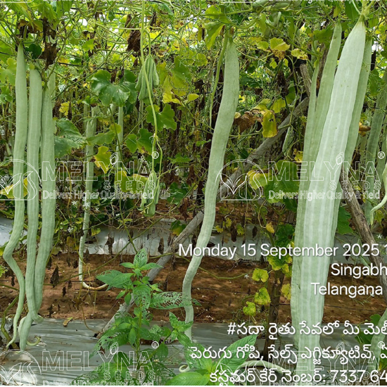 MELYNA NAGINI 680 slider image 3